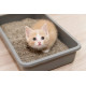 PGut PawsCare 寵物專用 腸道益生菌 (30包/盒) 貓狗適用 | 每包含50億專業益生菌| 台灣製造