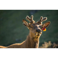 Pure Vitality Deer Antler Velvet Grade C - 60 Capsules
